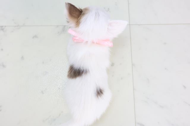 佐賀県のチワワ(ロング) (Coo&RIKU佐賀神埼店/2025年11月15日生まれ/女の子/パーティーカラー)の子犬の4枚目の画像