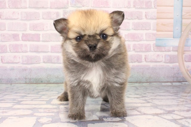 大阪府のポメチワ/チワポメ/ポメチー(ポメラニアン×チワワ) (Coo&RIKU心斎橋店/2025年11月13日生まれ/男の子/セーブル)の子犬