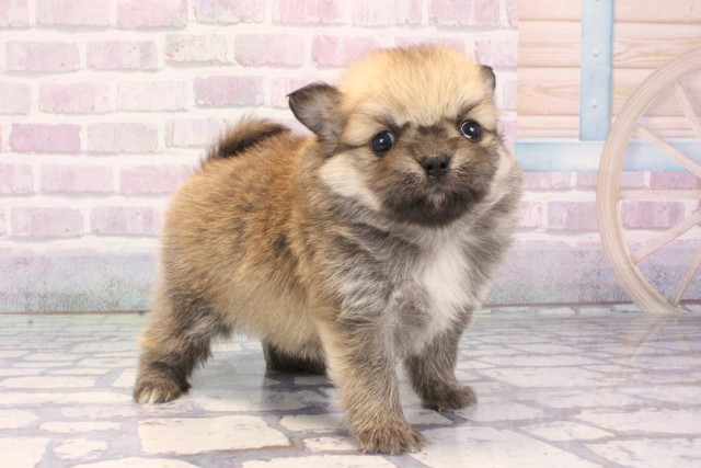 大阪府のポメチワ/チワポメ/ポメチー(ポメラニアン×チワワ) (Coo&RIKU心斎橋店/2025年11月13日生まれ/男の子/セーブル)の子犬の2枚目の画像