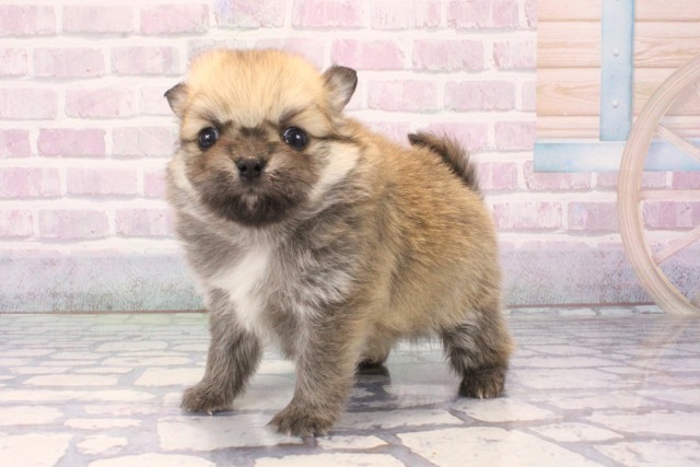 大阪府のポメチワ/チワポメ/ポメチー(ポメラニアン×チワワ) (Coo&RIKU心斎橋店/2025年11月13日生まれ/男の子/セーブル)の子犬の3枚目の画像