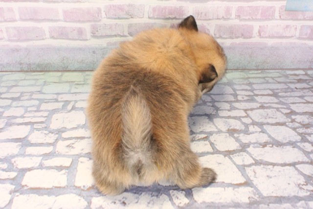 大阪府のポメチワ/チワポメ/ポメチー(ポメラニアン×チワワ) (Coo&RIKU心斎橋店/2025年11月13日生まれ/男の子/セーブル)の子犬の4枚目の画像