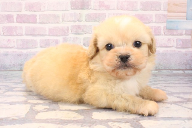京都府のペキプー(ペキニーズ×プードル) (Coo&RIKU京都河原町店/2025年11月15日生まれ/男の子/クリーム)の子犬の2枚目の画像