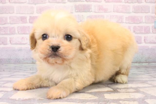 京都府のペキプー(ペキニーズ×プードル) (Coo&RIKU京都河原町店/2025年11月15日生まれ/男の子/クリーム)の子犬の3枚目の画像