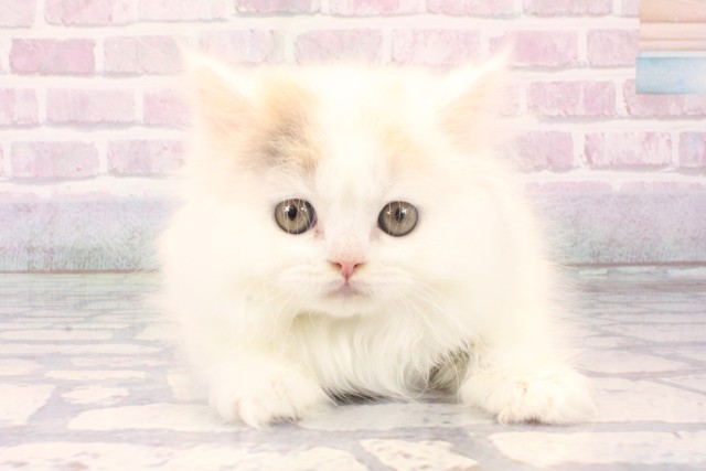 大阪府のブリティッシュロングヘアー (Coo&RIKU梅田店/2025年11月11日生まれ/女の子/ダイリュートキャリコ)の子猫