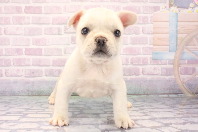 大阪府のフレンチブルドッグ (Coo&RIKU天王寺店/2025年11月15日生まれ/女の子/クリーム)の子犬の1枚目の画像