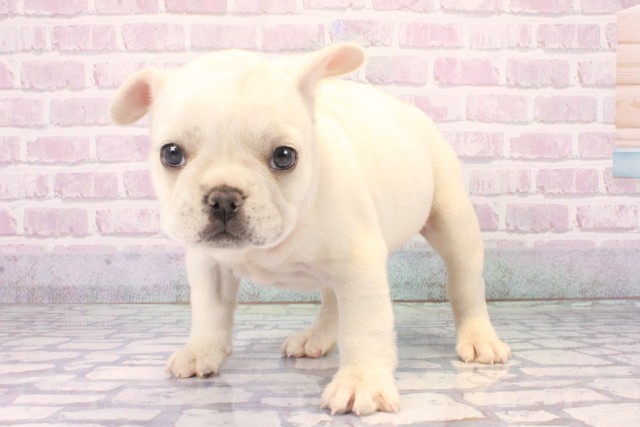 大阪府のフレンチブルドッグ (Coo&RIKU天王寺店/2025年11月15日生まれ/女の子/クリーム)の子犬の3枚目の画像