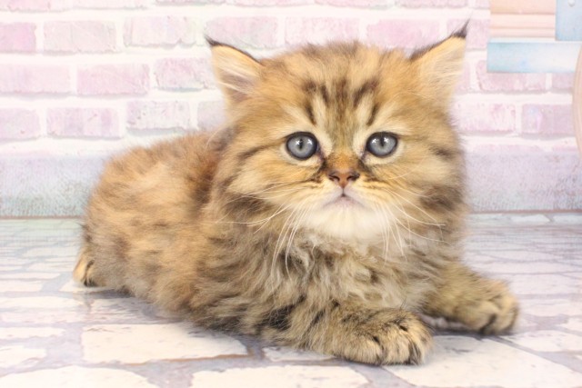 大阪府のミヌエット (Coo&RIKU梅田店/2025年11月14日生まれ/男の子/ブラウンタビー)の子猫の2枚目の画像