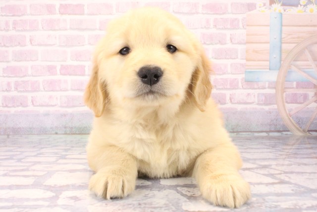 ゴールデン・レトリバー