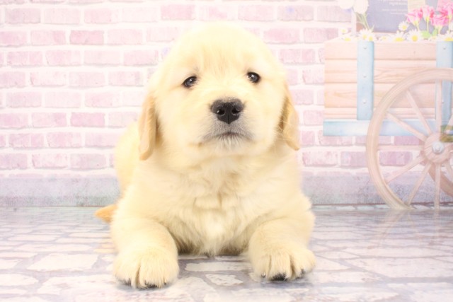 ゴールデン・レトリバー