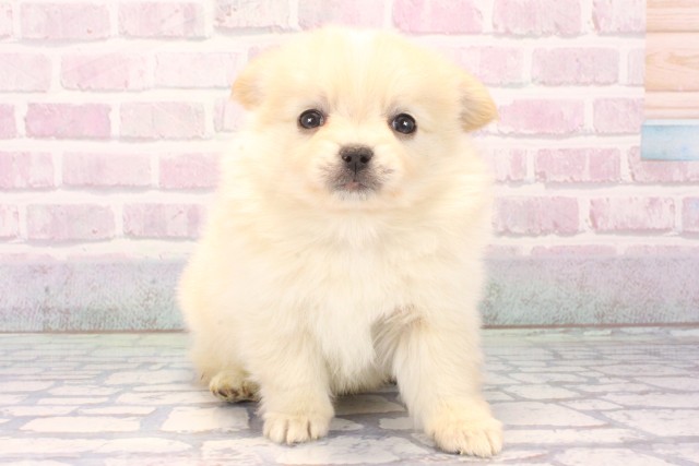 大阪府のポメチワ/チワポメ/ポメチー(ポメラニアン×チワワ) (Coo&RIKU天王寺店/2025年11月15日生まれ/男の子/クリーム)の子犬