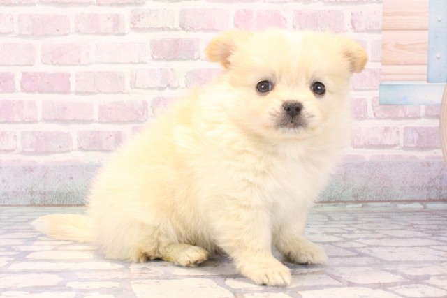 大阪府のポメチワ/チワポメ/ポメチー(ポメラニアン×チワワ) (Coo&RIKU天王寺店/2025年11月15日生まれ/男の子/クリーム)の子犬の2枚目の画像
