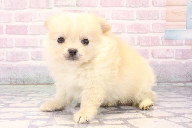 大阪府のポメチワ/チワポメ/ポメチー(ポメラニアン×チワワ) (Coo&RIKU天王寺店/2025年11月15日生まれ/男の子/クリーム)の子犬の3枚目の画像