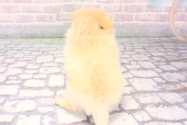 大阪府のポメチワ/チワポメ/ポメチー(ポメラニアン×チワワ) (Coo&RIKU天王寺店/2025年11月15日生まれ/男の子/クリーム)の子犬の4枚目の画像