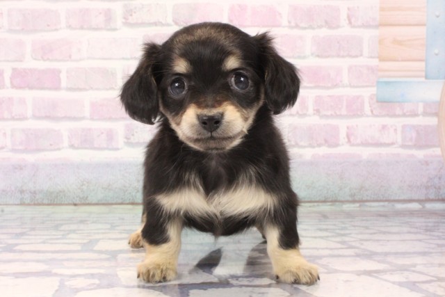 京都府のチワックス(チワワ×ダックス) (Coo&RIKU京都河原町店/2025年11月15日生まれ/女の子/ブラックタン)の子犬の1枚目の画像