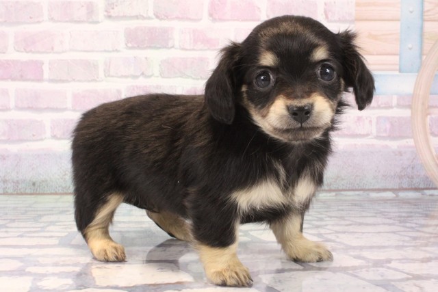 京都府のチワックス(チワワ×ダックス) (Coo&RIKU京都河原町店/2025年11月15日生まれ/女の子/ブラックタン)の子犬の2枚目の画像