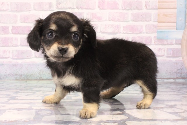 京都府のチワックス(チワワ×ダックス) (Coo&RIKU京都河原町店/2025年11月15日生まれ/女の子/ブラックタン)の子犬の3枚目の画像