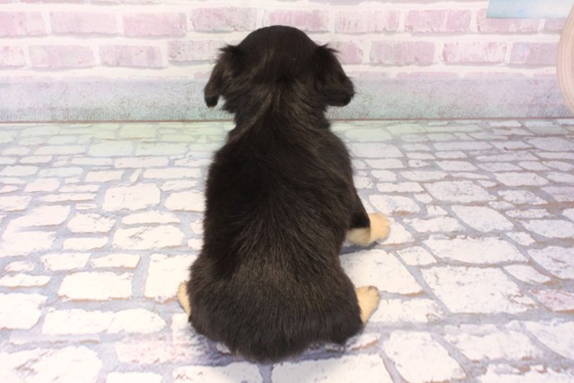 京都府のチワックス(チワワ×ダックス) (Coo&RIKU京都河原町店/2025年11月15日生まれ/女の子/ブラックタン)の子犬の4枚目の画像