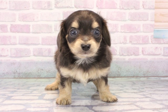 滋賀県のチワックス(チワワ×ダックス) (Coo&RIKUアヤハディオ水口店/2025年11月15日生まれ/男の子/ブルータン)の子犬の1枚目の画像