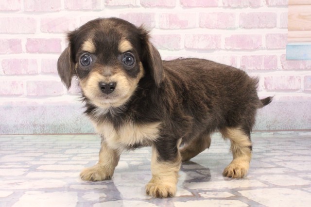 滋賀県のチワックス(チワワ×ダックス) (Coo&RIKUアヤハディオ水口店/2025年11月15日生まれ/男の子/ブルータン)の子犬の3枚目の画像