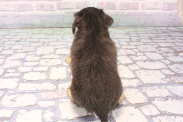 滋賀県のチワックス(チワワ×ダックス) (Coo&RIKUアヤハディオ水口店/2025年11月15日生まれ/男の子/ブルータン)の子犬の4枚目の画像