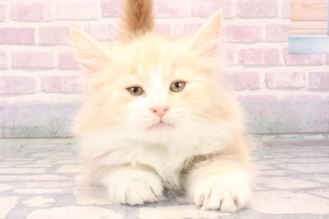 大阪府のノルウェージャンフォレストキャット (Coo&RIKU梅田店/2025年11月13日生まれ/男の子/クリームタビーホワイト)の子猫