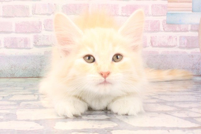 兵庫県のノルウェージャンフォレストキャット (Coo&RIKU尼崎店/2025年11月13日生まれ/女の子/クリームタビーホワイト)の子猫の1枚目の画像