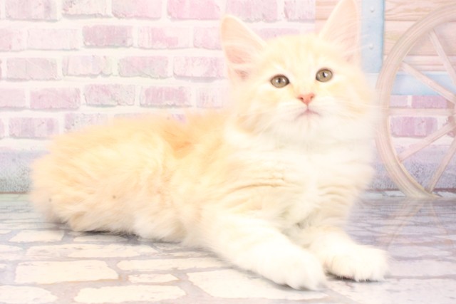 兵庫県のノルウェージャンフォレストキャット (Coo&RIKU尼崎店/2025年11月13日生まれ/女の子/クリームタビーホワイト)の子猫の2枚目の画像