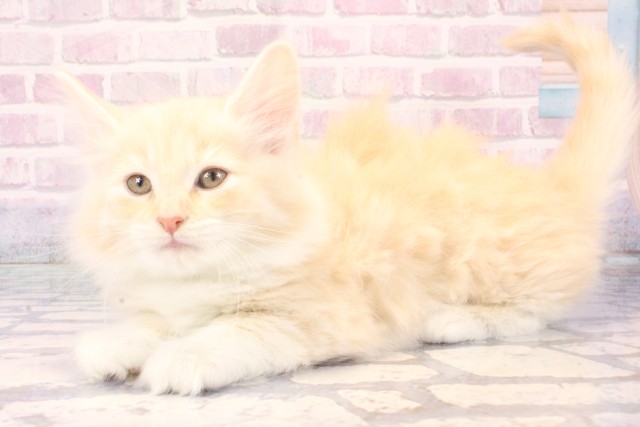 兵庫県のノルウェージャンフォレストキャット (Coo&RIKU尼崎店/2025年11月13日生まれ/女の子/クリームタビーホワイト)の子猫の3枚目の画像