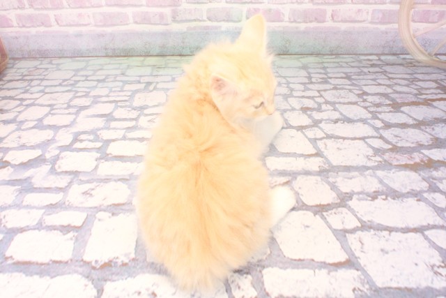 兵庫県のノルウェージャンフォレストキャット (Coo&RIKU尼崎店/2025年11月13日生まれ/女の子/クリームタビーホワイト)の子猫の4枚目の画像