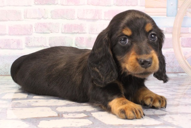 大阪府のカニンヘンダックスフンド(ロング) (Coo&RIKU天王寺店/2025年11月15日生まれ/男の子/ブラックタン)の子犬の2枚目の画像