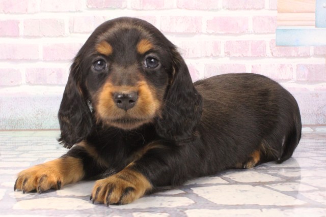 大阪府のカニンヘンダックスフンド(ロング) (Coo&RIKU天王寺店/2025年11月15日生まれ/男の子/ブラックタン)の子犬の3枚目の画像