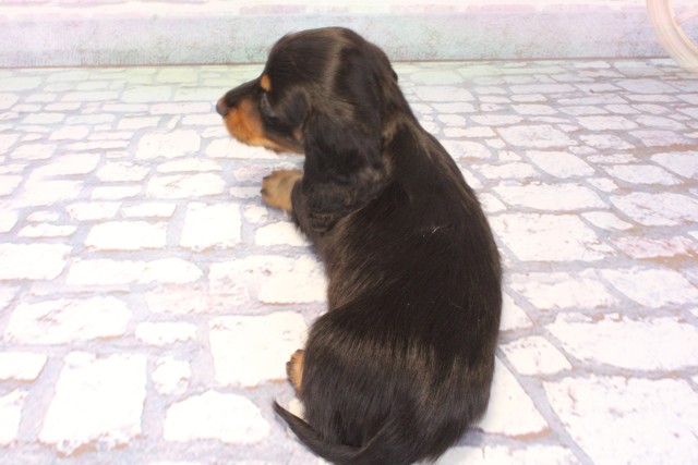 大阪府のカニンヘンダックスフンド(ロング) (Coo&RIKU天王寺店/2025年11月15日生まれ/男の子/ブラックタン)の子犬の4枚目の画像