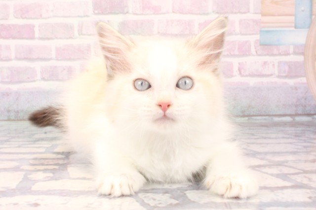 大阪府のラグドール (Coo&RIKU心斎橋店/2025年11月10日生まれ/男の子/シールポイントバイカラー)の子猫の1枚目の画像