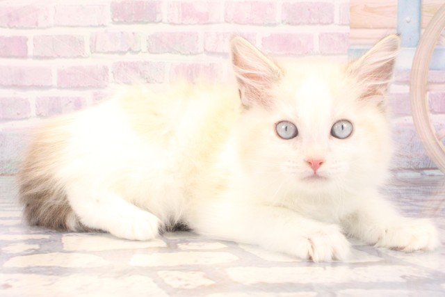 大阪府のラグドール (Coo&RIKU心斎橋店/2025年11月10日生まれ/男の子/シールポイントバイカラー)の子猫の2枚目の画像