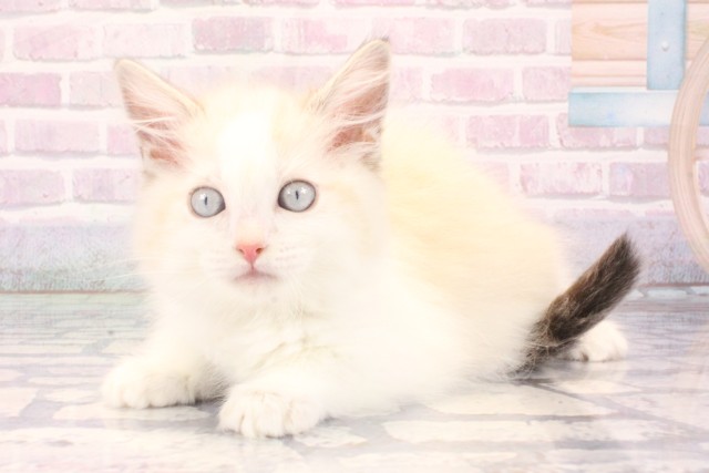 大阪府のラグドール (Coo&RIKU心斎橋店/2025年11月10日生まれ/男の子/シールポイントバイカラー)の子猫の3枚目の画像