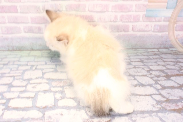 大阪府のラグドール (Coo&RIKU心斎橋店/2025年11月10日生まれ/男の子/シールポイントバイカラー)の子猫の4枚目の画像