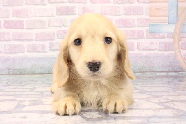 大阪府のミニチュアダックスフンド(ロング) (Coo&RIKU梅田店/2025年11月14日生まれ/男の子/イエロー)の子犬