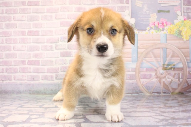 滋賀県のウェルシュコーギーペンブローク (Coo&RIKU長浜店/2025年11月13日生まれ/男の子/レッドホワイト)の子犬の1枚目の画像