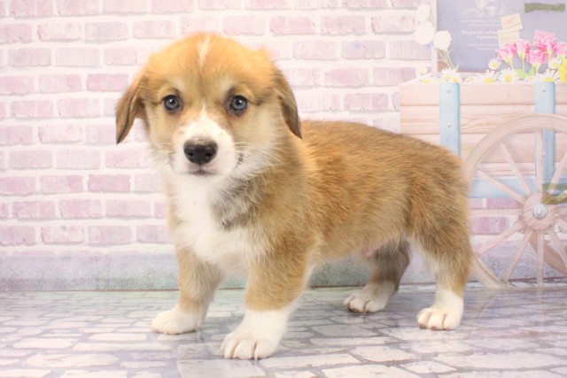 滋賀県のウェルシュコーギーペンブローク (Coo&RIKU長浜店/2025年11月13日生まれ/男の子/レッドホワイト)の子犬の3枚目の画像