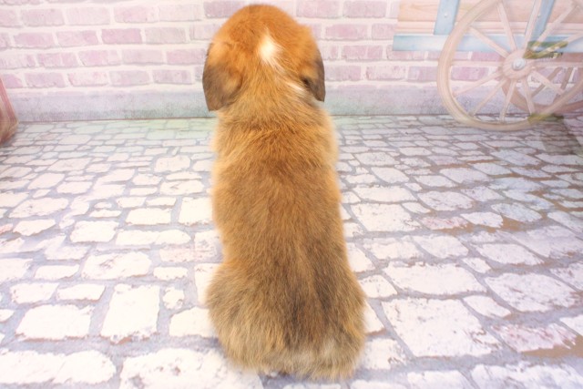 滋賀県のウェルシュコーギーペンブローク (Coo&RIKU長浜店/2025年11月13日生まれ/男の子/レッドホワイト)の子犬の4枚目の画像