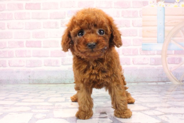 滋賀県のトイプードル(トイ) (Coo&RIKUアヤハディオ水口店/2025年11月14日生まれ/女の子/レッドフォーン)の子犬の1枚目の画像