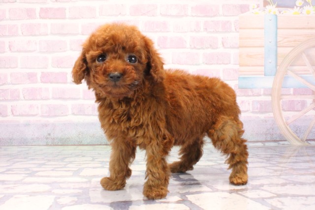 滋賀県のトイプードル(トイ) (Coo&RIKUアヤハディオ水口店/2025年11月14日生まれ/女の子/レッドフォーン)の子犬の3枚目の画像