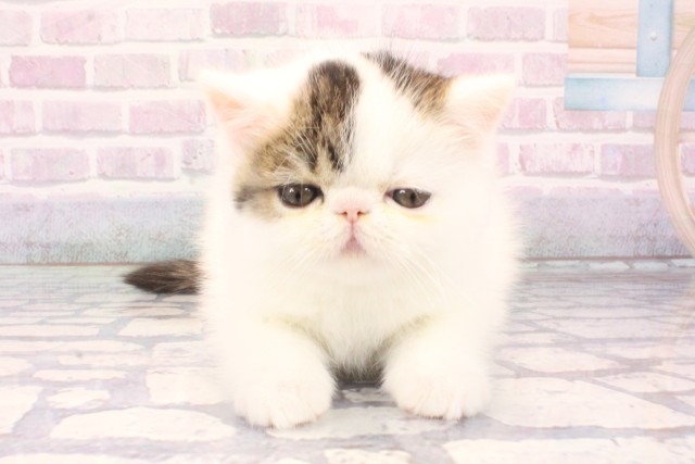 大阪府のエキゾチック (Coo&RIKU心斎橋店/2025年11月16日生まれ/男の子/ブラウンタビーホワイト)の子猫の1枚目の画像