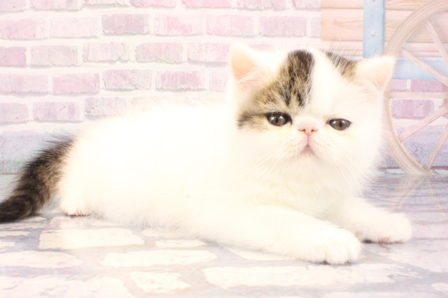 大阪府のエキゾチック (Coo&RIKU心斎橋店/2025年11月16日生まれ/男の子/ブラウンタビーホワイト)の子猫の2枚目の画像