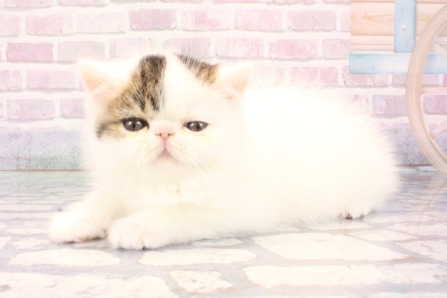 大阪府のエキゾチック (Coo&RIKU心斎橋店/2025年11月16日生まれ/男の子/ブラウンタビーホワイト)の子猫の3枚目の画像