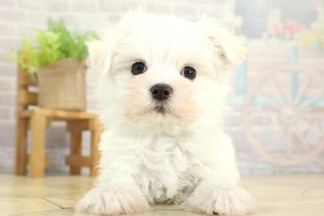 愛知県のマルチーズ (Coo&RIKU名古屋中川店/2025年11月16日生まれ/男の子/ホワイト)の子犬の1枚目の画像