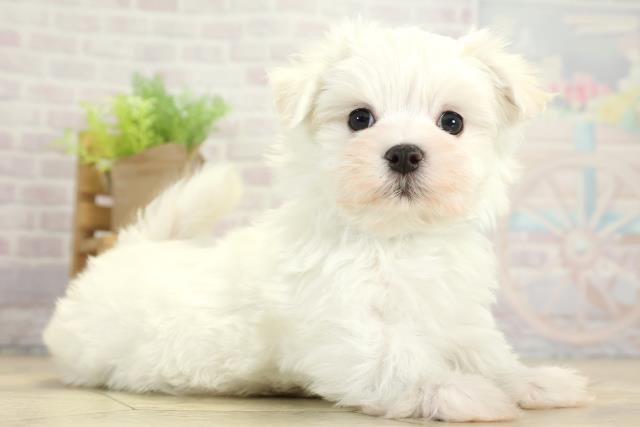 愛知県のマルチーズ (Coo&RIKU名古屋中川店/2025年11月16日生まれ/男の子/ホワイト)の子犬の2枚目の画像