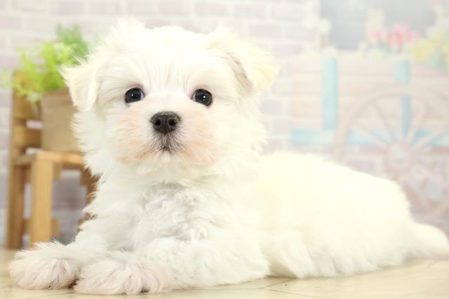 愛知県のマルチーズ (Coo&RIKU名古屋中川店/2025年11月16日生まれ/男の子/ホワイト)の子犬の3枚目の画像