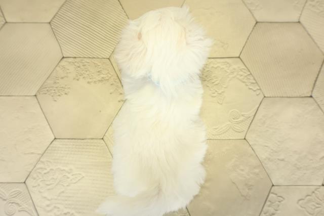 愛知県のマルチーズ (Coo&RIKU名古屋中川店/2025年11月16日生まれ/男の子/ホワイト)の子犬の4枚目の画像