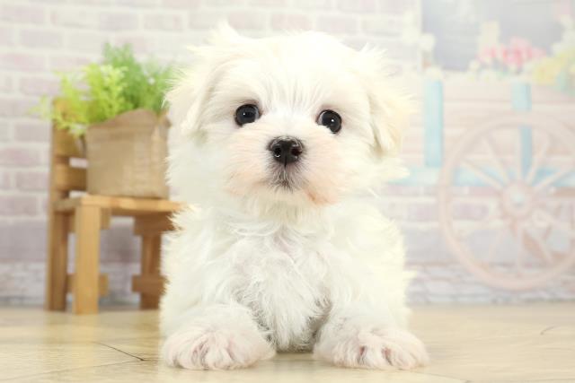 三重県のマルチーズ (Coo&RIKU津高茶屋店/2025年11月16日生まれ/男の子/ホワイト)の子犬の1枚目の画像